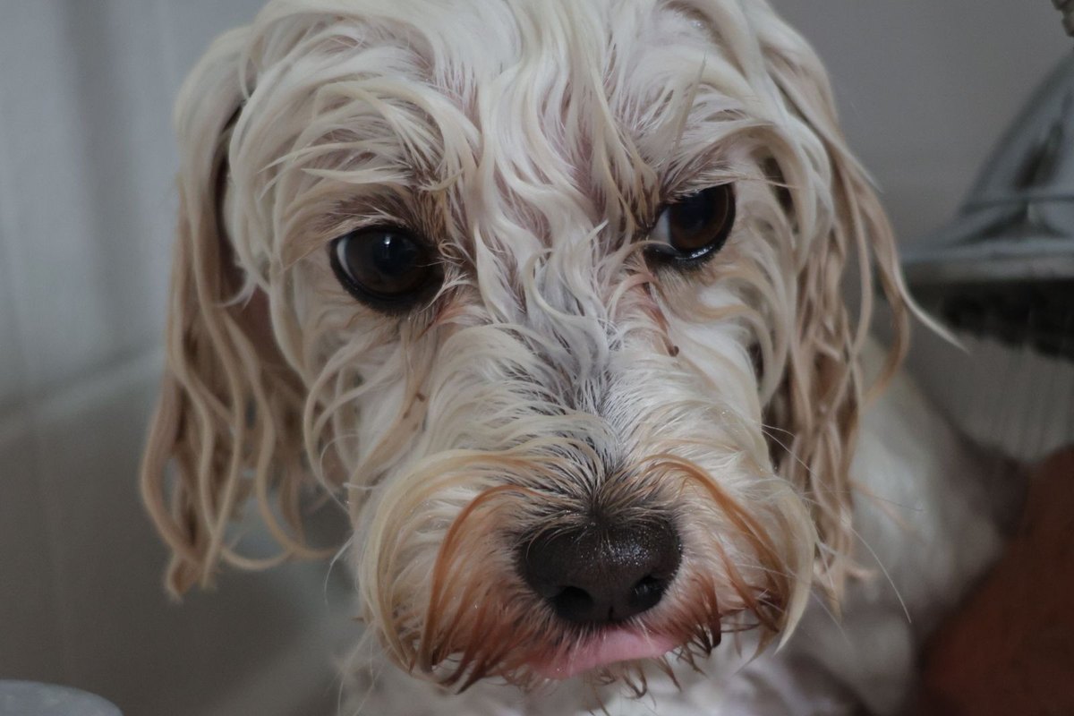 A wet dog looking up from the tub during its bath.