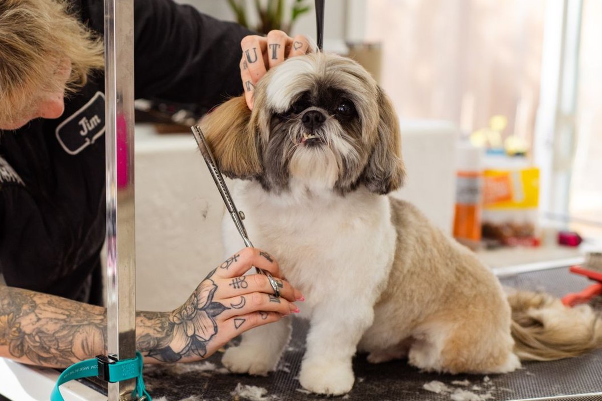 A groomer scissoring a small dog on the grooming table.