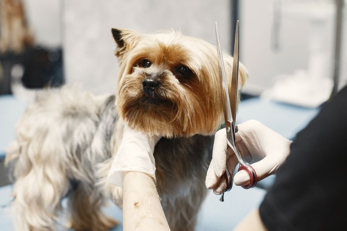 Careful scissor work around the face of a small dog.